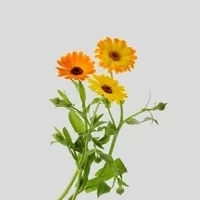 fleurs de souci