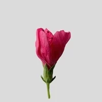 fleurs-d_hibiscus